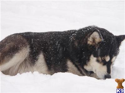 Alaskan Malamutes Puppies