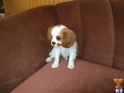 CAVALIER KING CHARLES SPANIEL PUPPIES