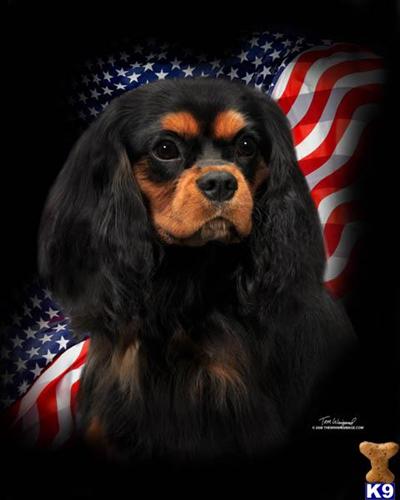  CHAMPION Veribas Yankee Doodle Dandy