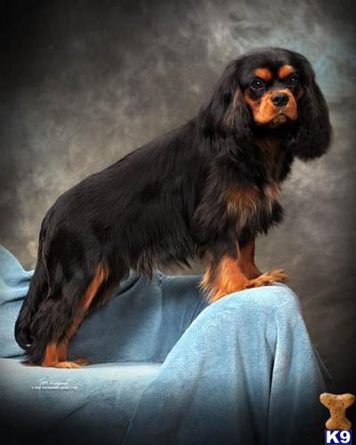  AKC. Champion Veribas Yankee Doodle Dandy