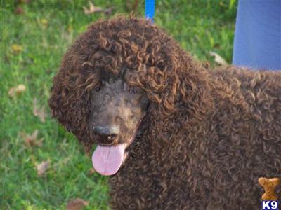 Standard AKC Champion 