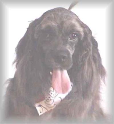 A Lord Cocker Spaniel Stud