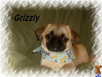 Peke Pugs on Sale