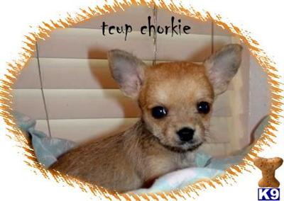 Tcup Chorkie 