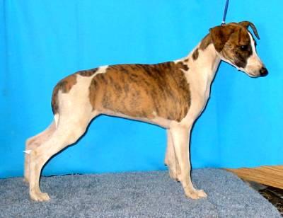 AKC Whippet female puppy