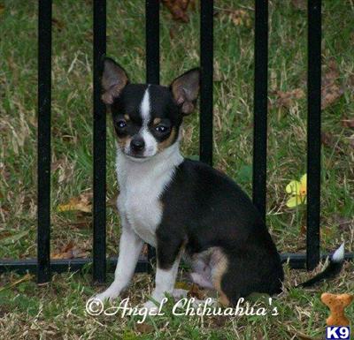 Tiny AKC Chihuahua Puppies 