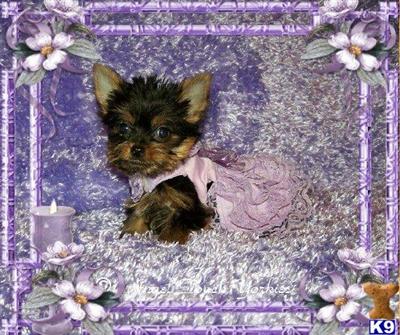 AKC Yorkshire Terrier Tiny Female