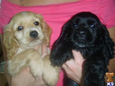 Cocker Spaniel Pure Bread Pups