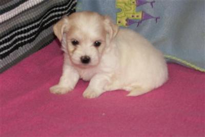 AKC small coton puppies