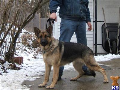 AKC G/S Large female from Rhode Island  
