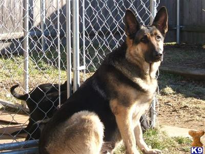 AKC G/S Large female from Rhode Island  