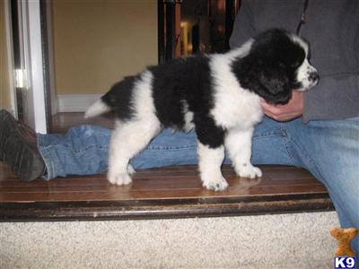 AKC Newfoundland Puppies