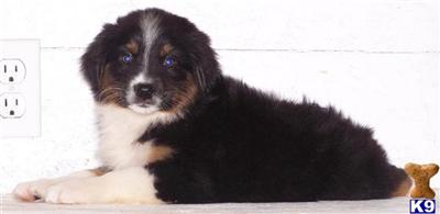 Black Tri #2 Male