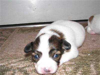 AKC female Papillon