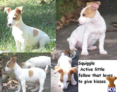 Puppies ready now