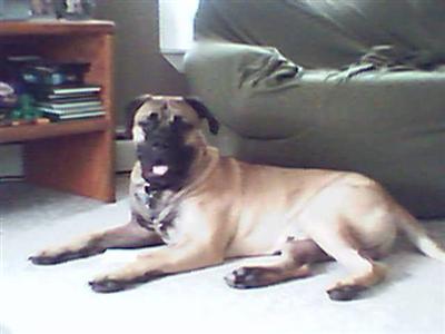 Hercules