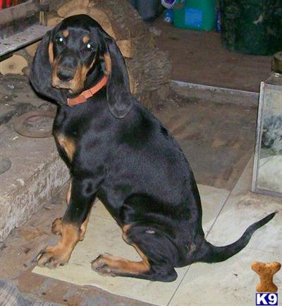 MISSY~~AKCAPRI and UKC Registered