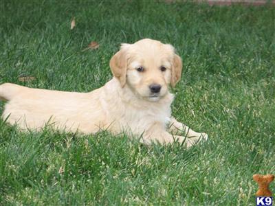 Beautiful Golden Retriever Pups
