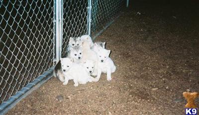 80 percent Alaskan Timberwolf/ 20 percent Alaskan Malamute