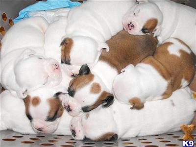 We are expecting another Litter