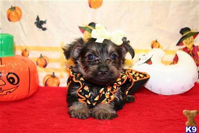 SCHNOODLE