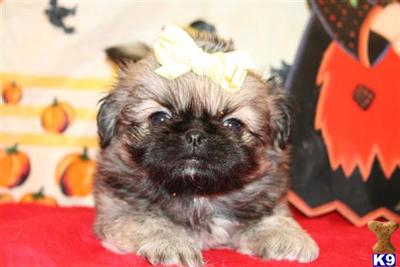 PEKINGNESE