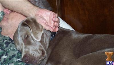 Rare AKC Charcoal and Silver Pointing Labs