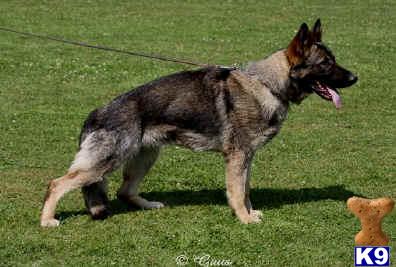 Import German Shepherd Litter, World Class Bloodlines