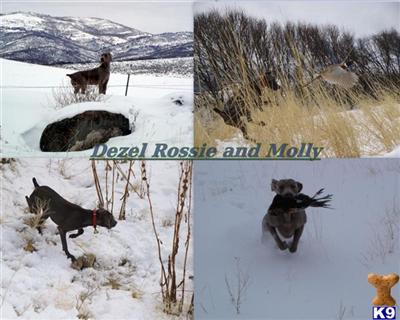 Ch Bred Hunting Weimaraners