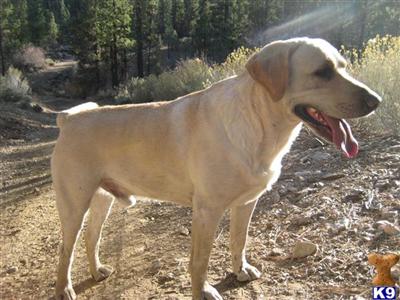 big bear budy