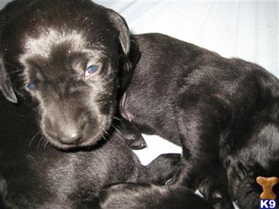 lab puppies males
