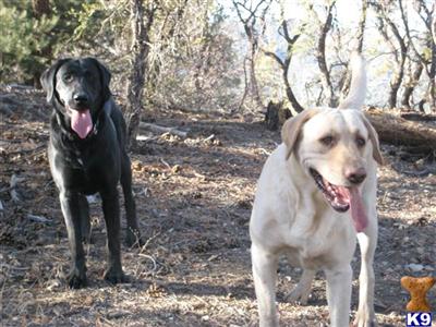 Big Bear Buddy
