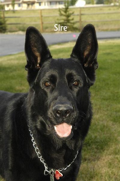 Duke Pure Black GSD Pure European Blood Line