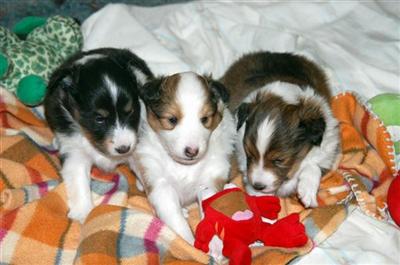 Beautiful AKC Shelties Available 10/10/08 for p/u