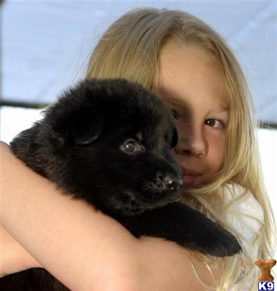 Pure Black Troll Lineage European Breed Laqueer Black taken deposits on 2011 Litter