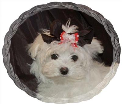 AKC Beautiful AdorablePals Healthy Maltese