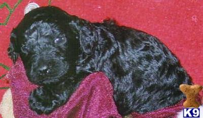 akc BLACK STANDARDS M/F 