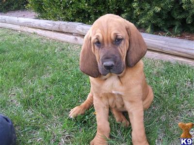 AKC Bloodhound