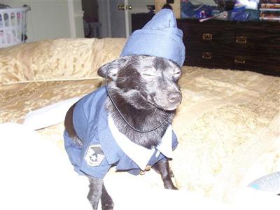 CKC Chihuahua proven stud.