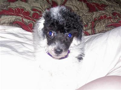 AKC Party Toy Poodle
