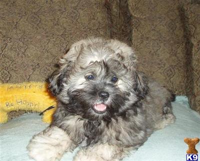 Beautiful Peekapoo M Silver Sable Tri