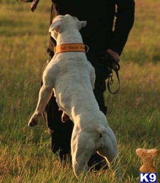Drifter Female pup available