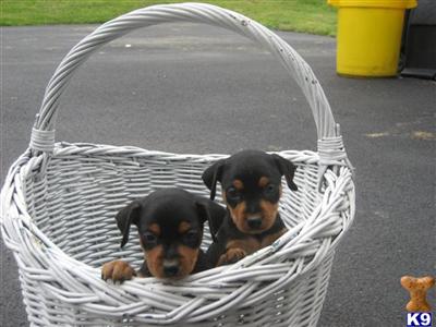 AKC Min Pins 