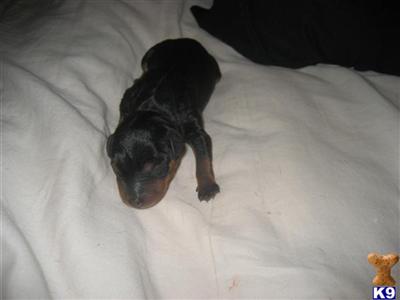 Male AKC Min Pin