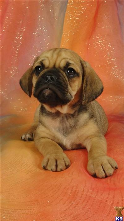 Female Puggle Puppy