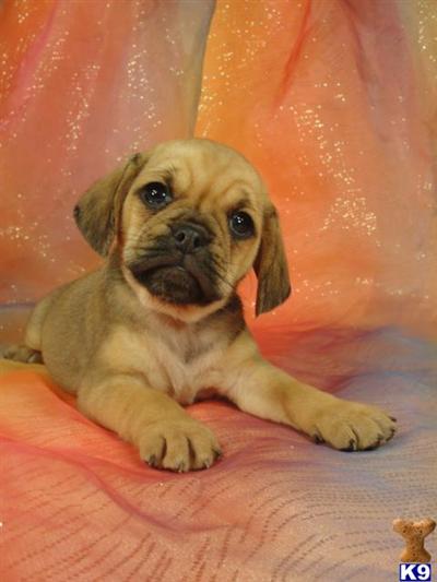 Female Puggle Puppy