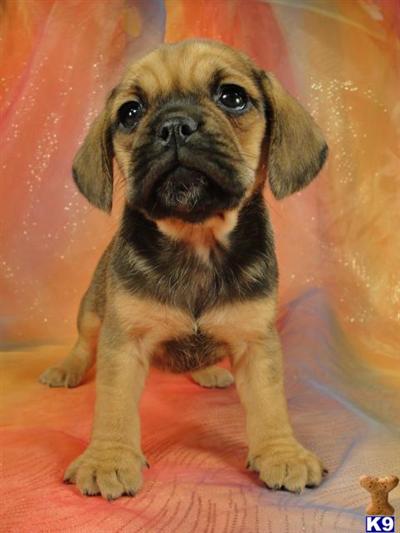 Female Puggle Puppy