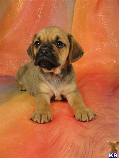 Male Puggle Puppy