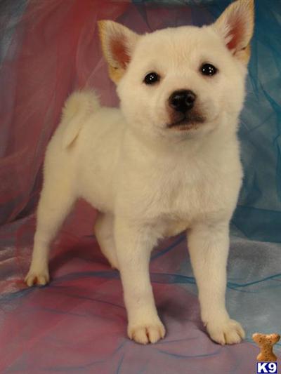 Beautiful White/Cream Female Shiba Inu Puppy