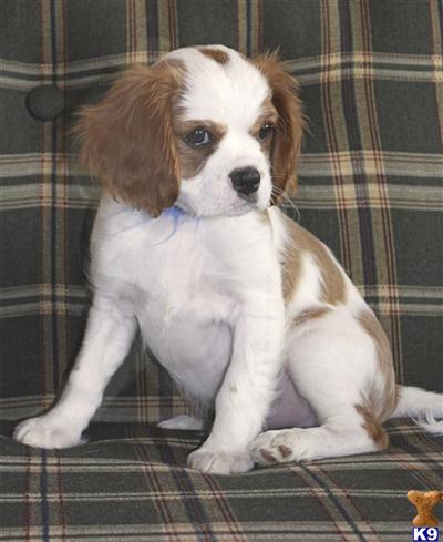Cavalier King Charles Spaniels - puppies for sale in Colorado